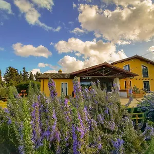 Erba Regina , Frascati Italien